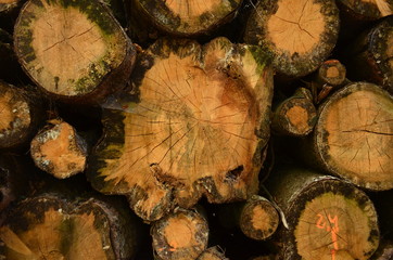 Naklejka premium Holzstapel