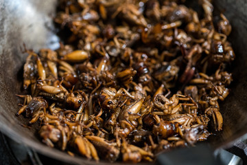 Roasted cricket, fried Insect in pan, cooking for meal