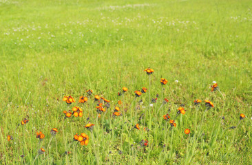 野原　春　素材