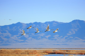 Tundra Swans at the Fish Springs National Wildlife Refuge, Utah