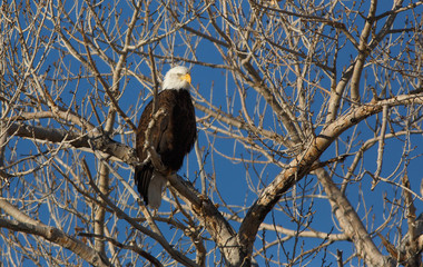 Bald Eagle in a dead tree in Cedar City, Utah