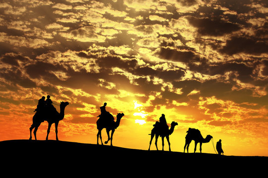 caravan Walking with camel through Thar Desert in India, Show silhouette and dramatic sky