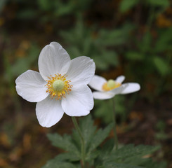 White anemone in early morning on blurred natural background. First spring flowers. Closeup.