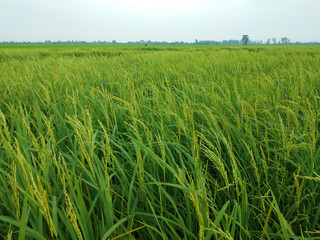 Rice Field