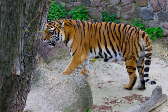 Tiger walking