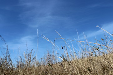 Fototapeta premium tall grass and blue sky
