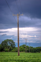 A electrical pole linking an isolated farm in the middle of a soybean crop in Brazil