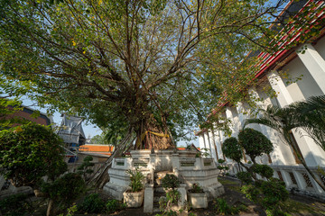Fototapeta na wymiar Big old tree at Wat Po Temple in Bangkok, Thailand