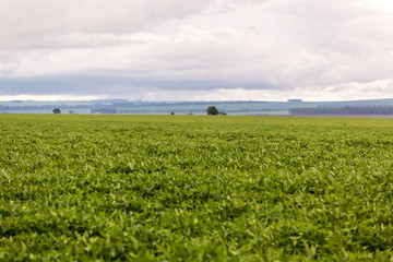 Fototapeta na wymiar Large soybean plantation in Brazil in a overcast weather