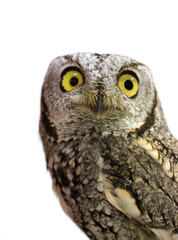 Western Screech Owl on a white background