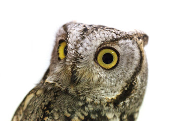 Western Screech Owl with a white background