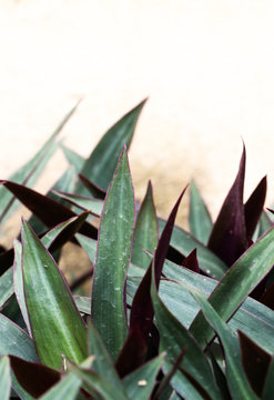 Oyster Plant Close Up In Garden