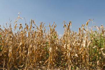 Golden corn field in the eastern Bulgaria