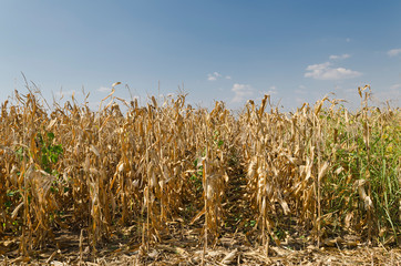 Golden corn field in the eastern Bulgaria