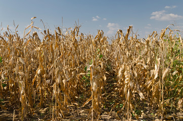 Golden corn field in the eastern Bulgaria