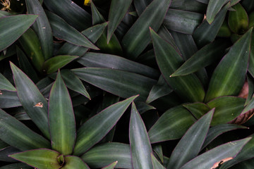 Oyster plant Close up in garden