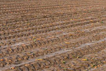 Karotten liegen auf einem Acker