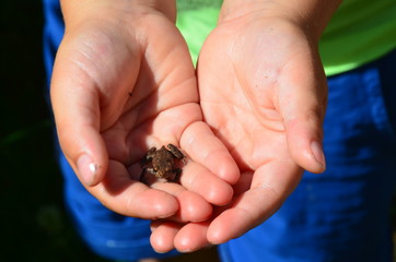 Junge Kröte in der Hand