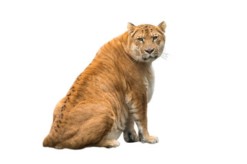 Portrait of liger, lion and tiger cub, result of  interbreeding, the biggest cat in the world looking straight, isolated on white background