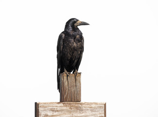Raven sit on wooden cross isolated on white, profile face