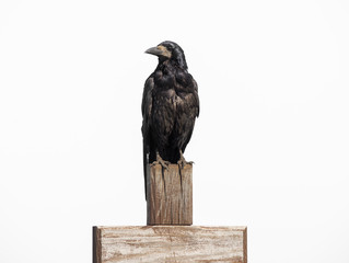 Raven sit on wooden cross isolated on white, profile face