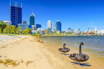 Zelfklevend Fotobehang Zwaan Paar zwarte zwanen op de Swan River in Perth Bay. Op de achtergrond Perth Downtown met zijn moderne wolkenkrabbers, West-Australië. Zomerseizoen in een mooie dag.