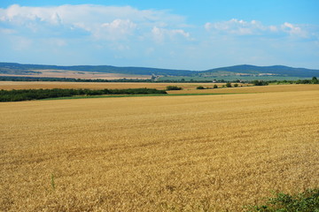 Fototapeta na wymiar Wheat fields