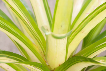 White-striped Pandanus Close up at garden