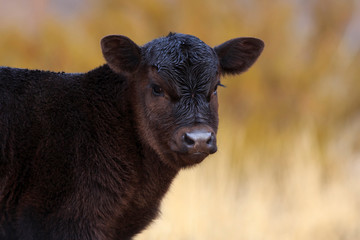 Young Black Angus Calf portrait