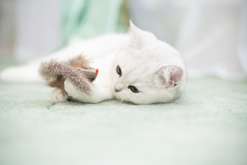 beautiful young cat breed Scottish chinchilla straight