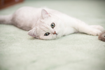 Fototapeta na wymiar beautiful young cat breed Scottish chinchilla straight