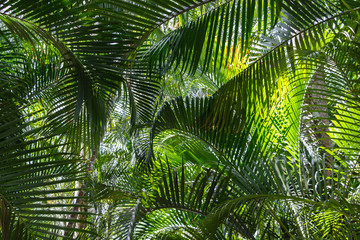 Fototapeta premium Palm tree forest. Palm leaves against the clear blue sky on a sunny day. Sun comes though the leaves. Abstract background. Nature background.