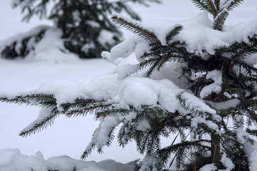 Fototapeta na wymiar Young fir covered with snow on a cloudy winter day