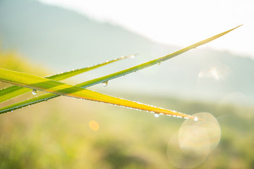 Dew on the ear of rice in the early morning / 24 solar terms - white dew