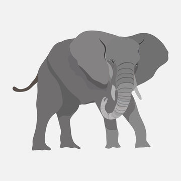 Image elephant, African animal, royal animal