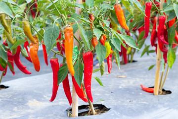 ripe red hot chili peppers on a tree