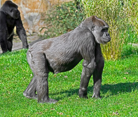 Portrait of mature gorilla male