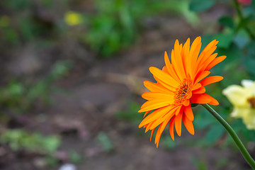 Orange flower or Zinnia Bright colors in garden.