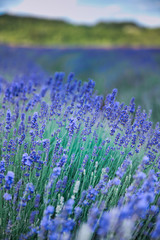 Fototapeta na wymiar Lavender flowers on field in summer in Hungary