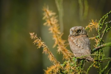 Small brown European scops owl, Otus scops, with yellow eyes perching on larch tree with orange and green branches in a forest, blurry background, falconry bird