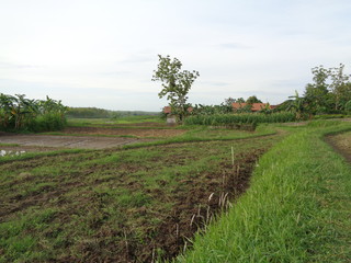 Obraz premium Beautiful Village In The Middle Of The Teak Forest