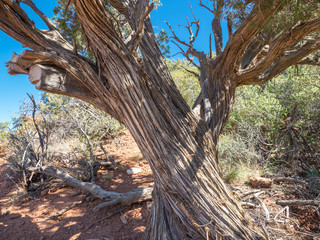 Shagbark juniper, Arizona