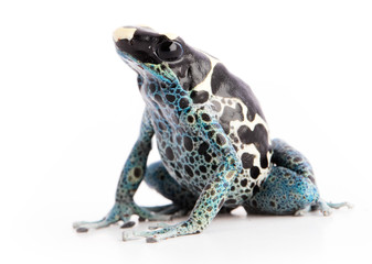 Dendrobates tinctorius Powder Blue Dyeing Poison Arrow Frog isolated on white background.