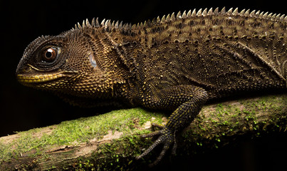 a crested dragon or wood lizard, Enyalioides species, from the Amazon rain forest in Colombia. A beautiful reptile