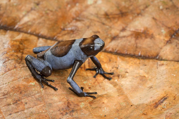 Dart frog, Oophaga histrionica. A poisonous animal from the jungle of Colombia. A poison dartfrog with bright blue warning colors. .