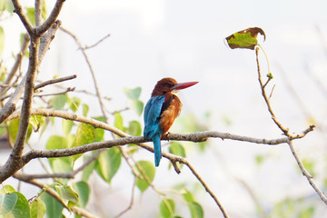 Indian Kingfisher Bird