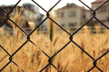 フェンスと麦秋