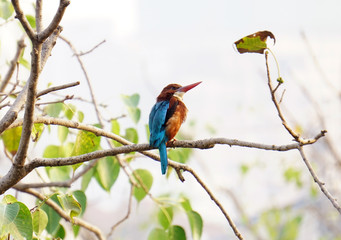 Indian Kingfisher Bird