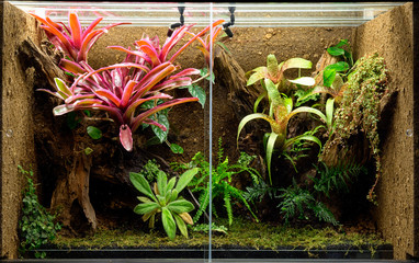 tropical terrarium or pet tank for frogs, lizards or geckos. A rain forest vivarium