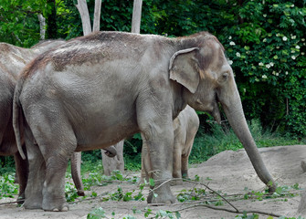 Fototapeta premium Asian elephant in its enclosure. Latin name - Elephas maximus